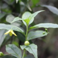 Lysimachia laxa Baudo